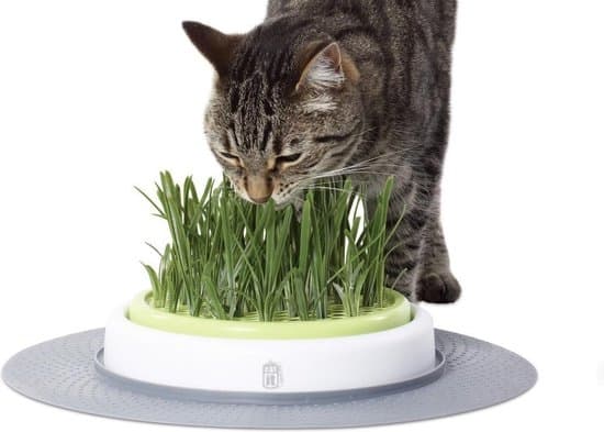 Catit-senses-grass-planter-kattengras