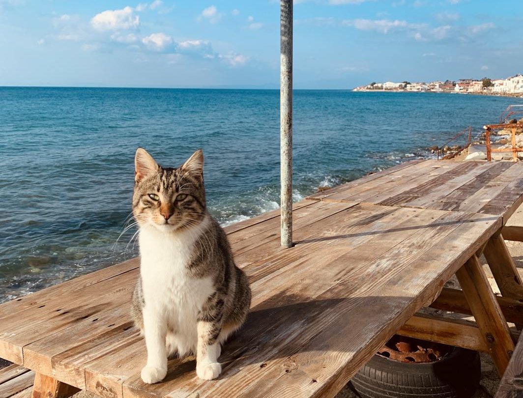 Een kat zittend op een houten tafel aan de zee
