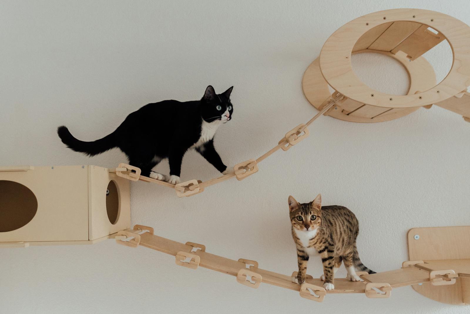 Twee katten op houten klimparcour