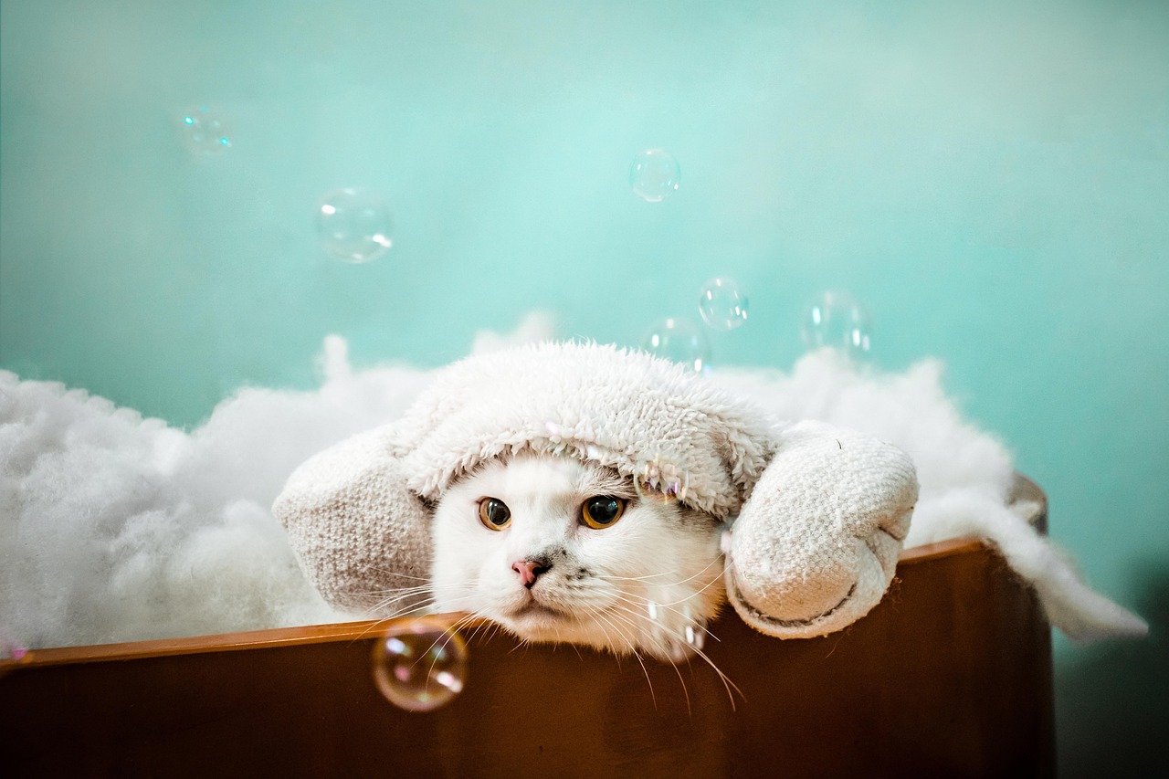 Kat in een spa