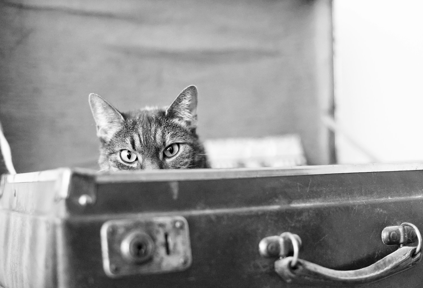 Kat in reiskoffer