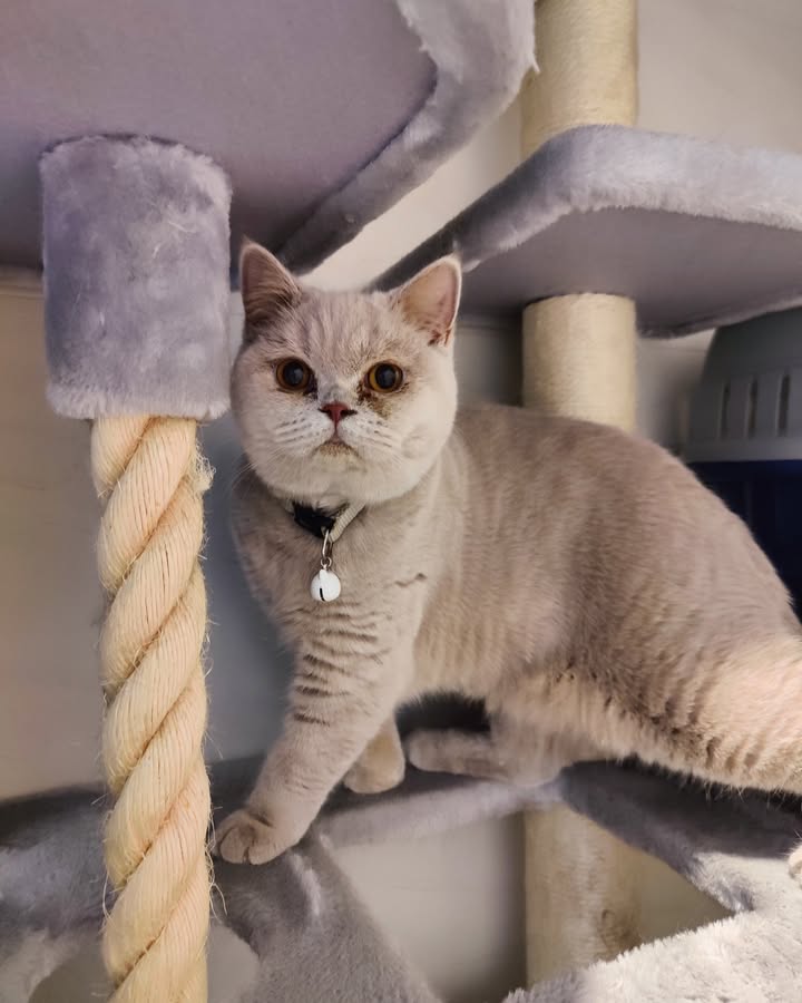Luxe-Kattenhotel.be