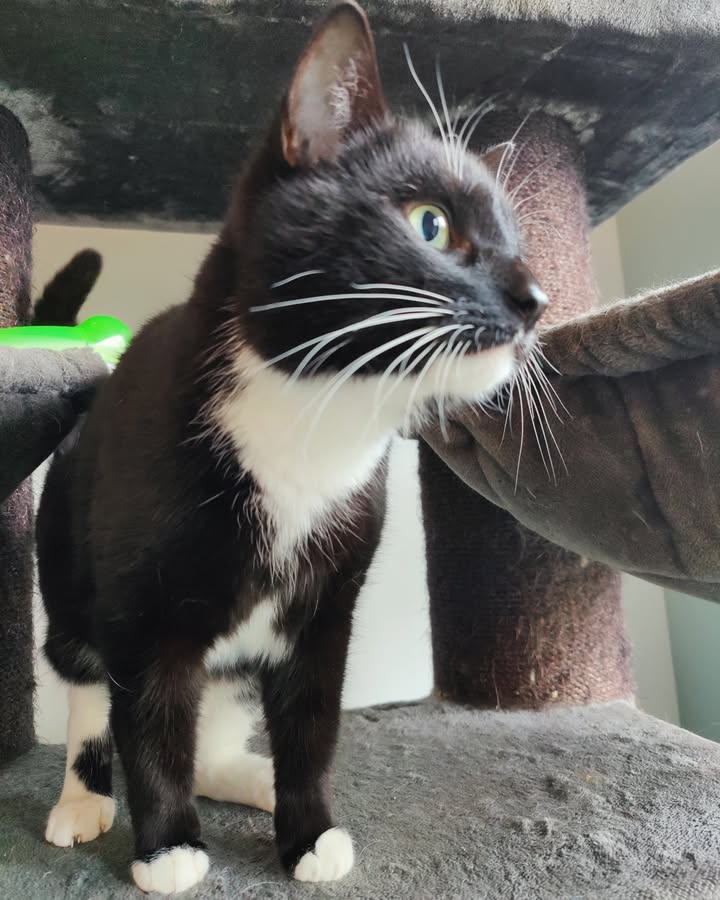 Luxe-Kattenhotel.be