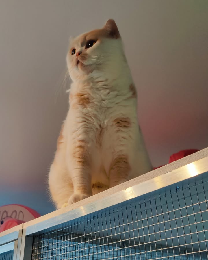 Luxe-Kattenhotel.be