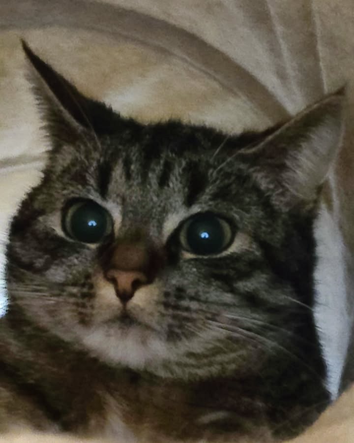 Luxe-Kattenhotel.be