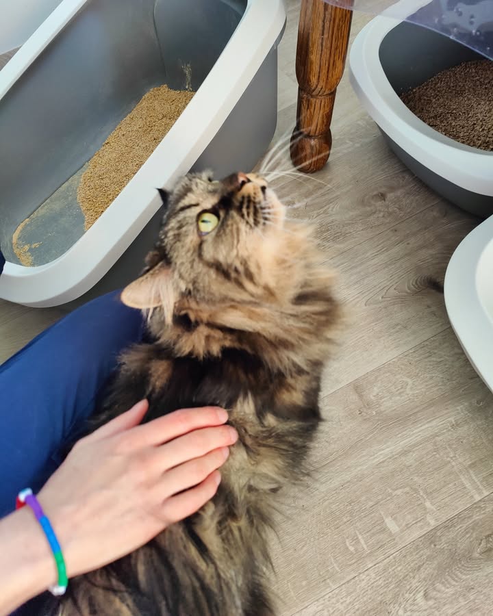 Luxe-Kattenhotel.be