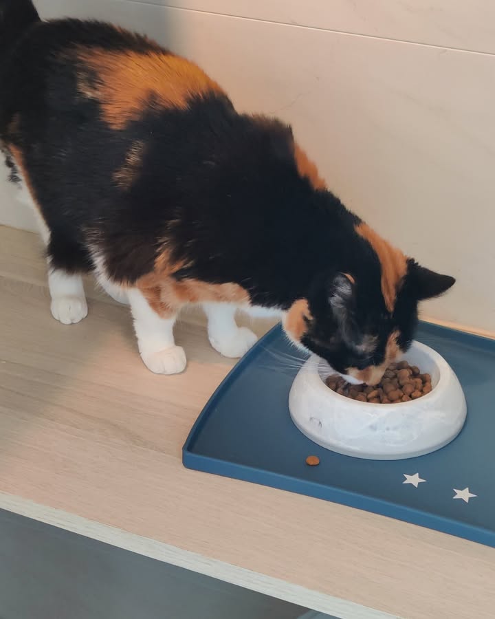 Luxe-Kattenhotel.be
