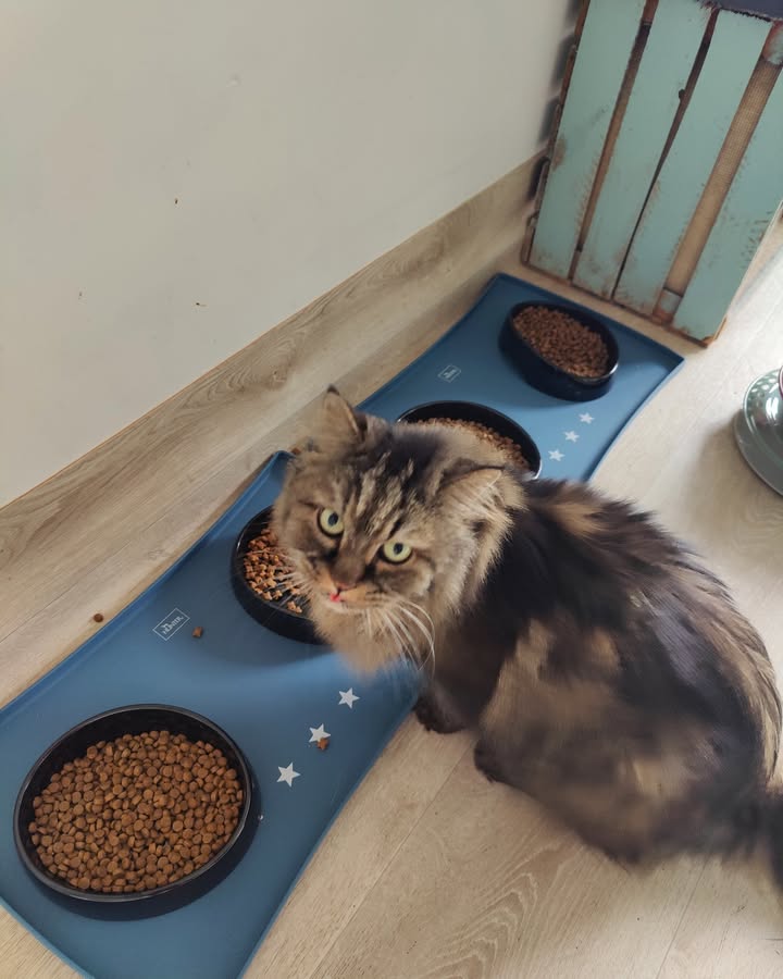 Luxe-Kattenhotel.be