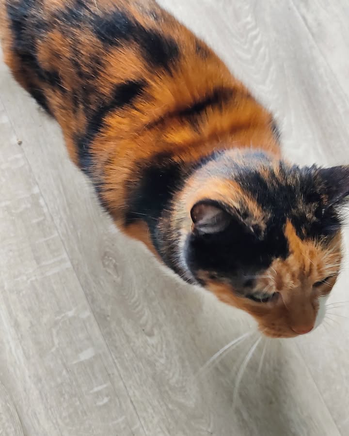 Luxe-Kattenhotel.be