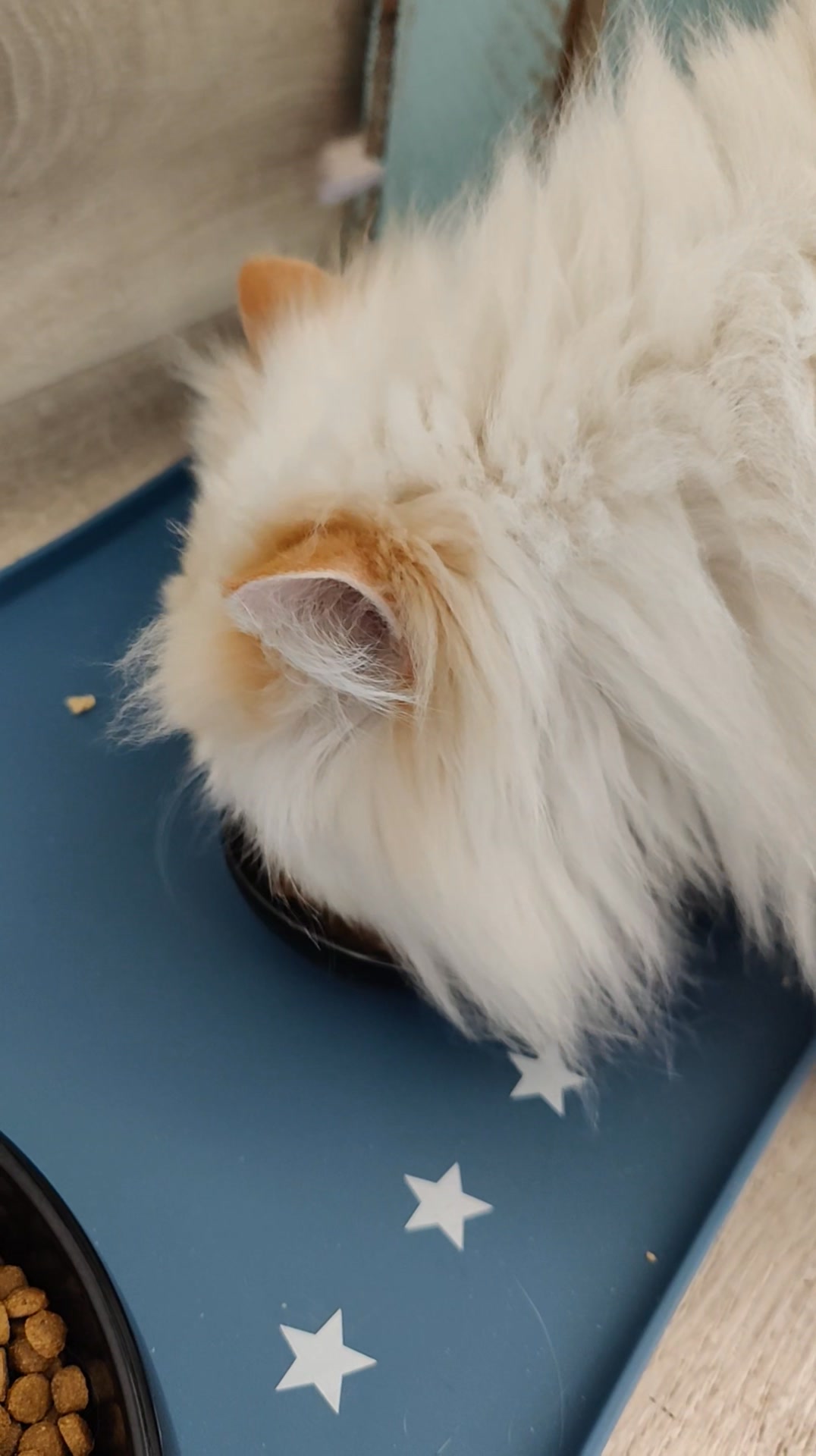 Luxe-Kattenhotel.be