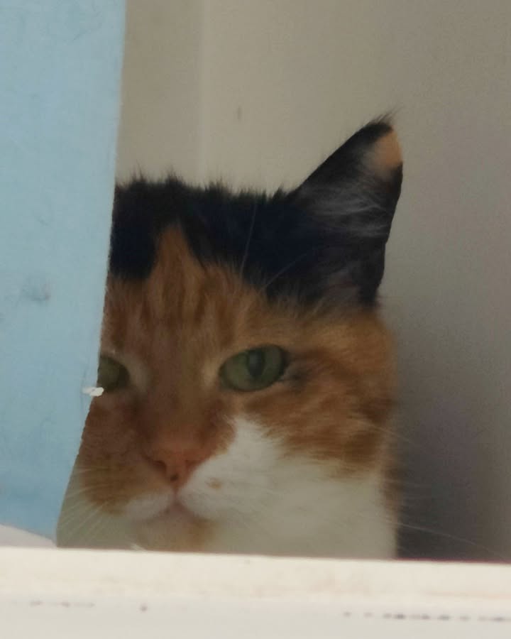 Luxe-Kattenhotel.be