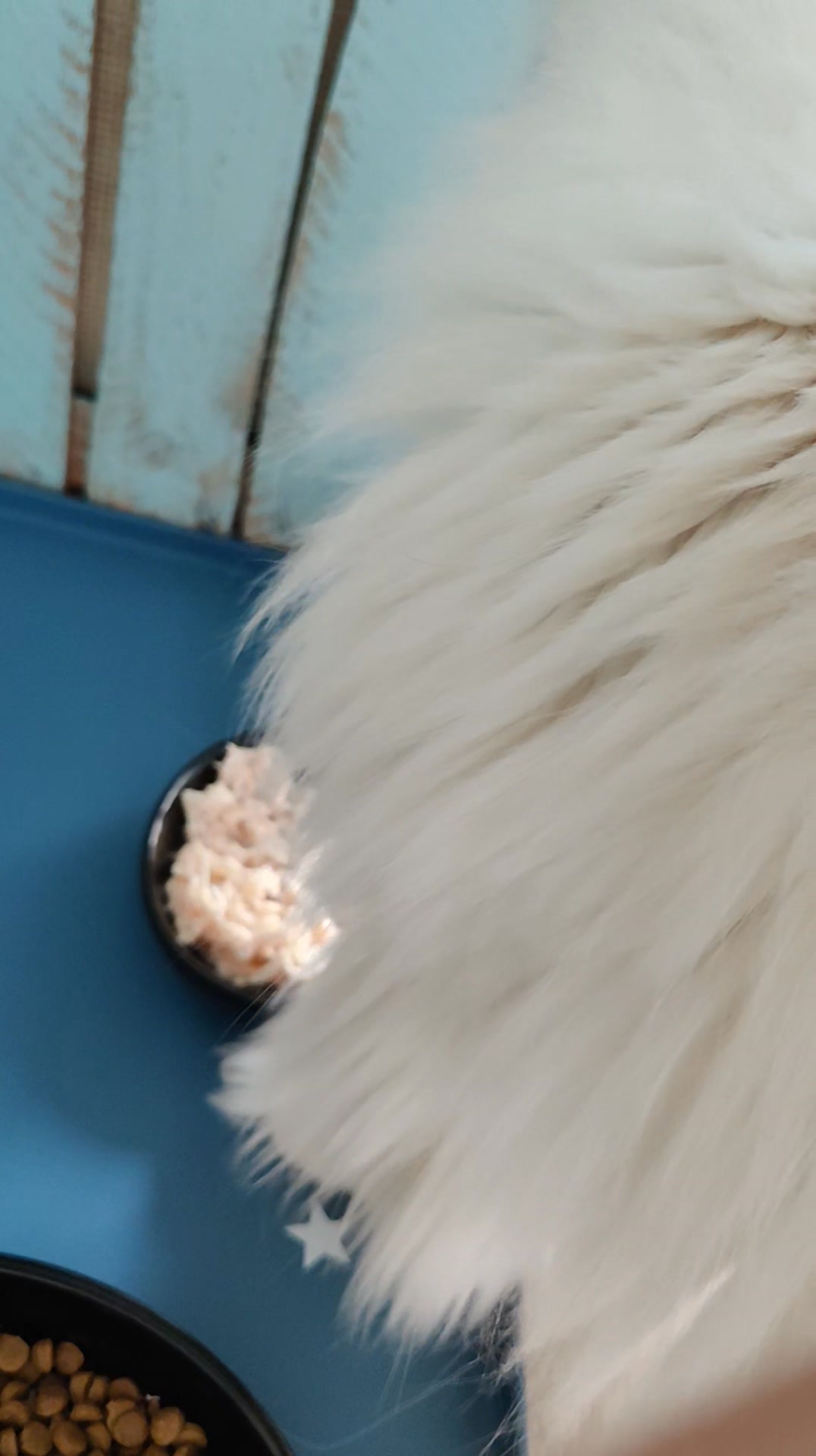 Luxe-Kattenhotel.be