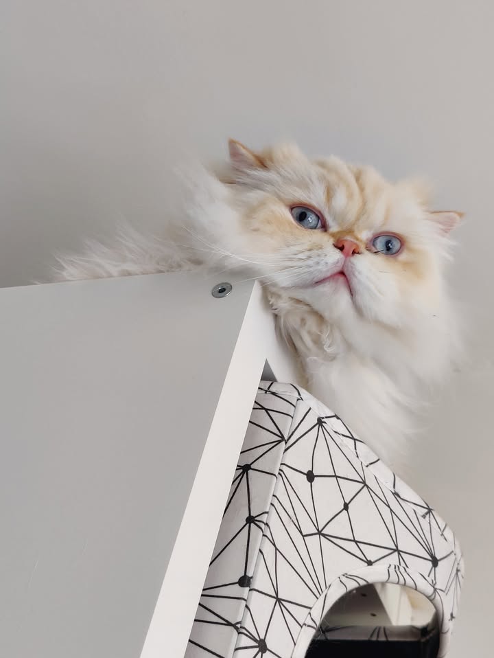 Luxe-Kattenhotel.be