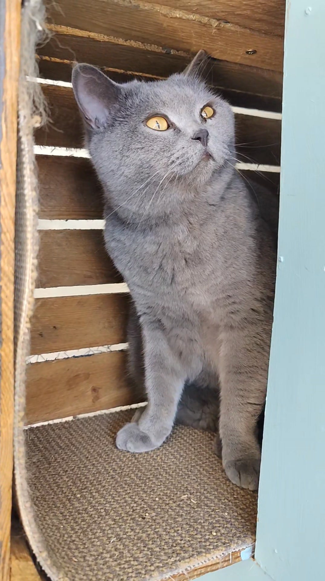 Luxe-Kattenhotel.be
