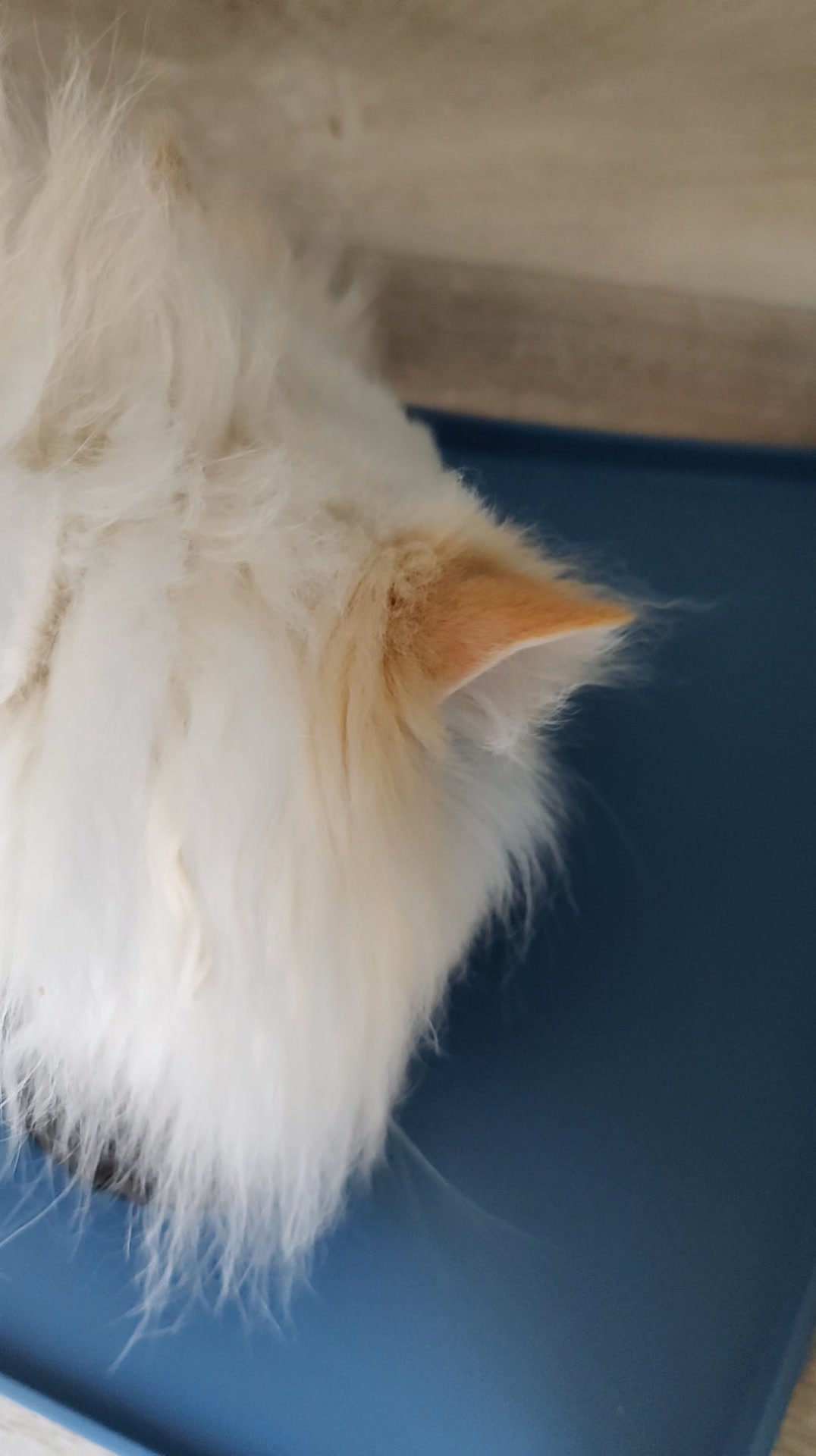 Luxe-Kattenhotel.be