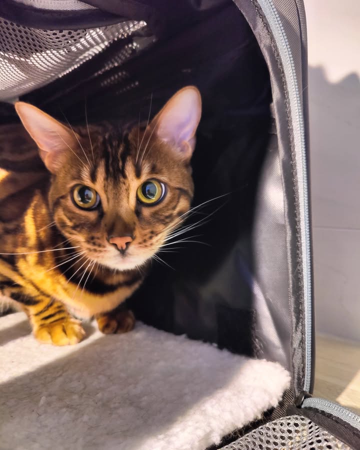 Luxe-Kattenhotel.be
