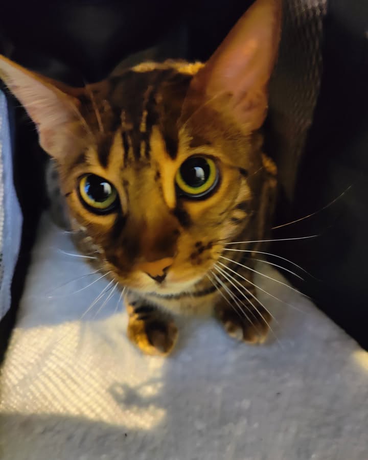 Luxe-Kattenhotel.be