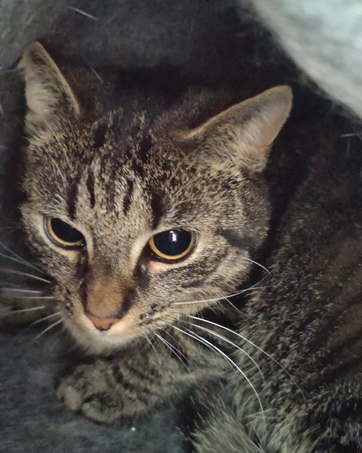 Luxe-Kattenhotel.be