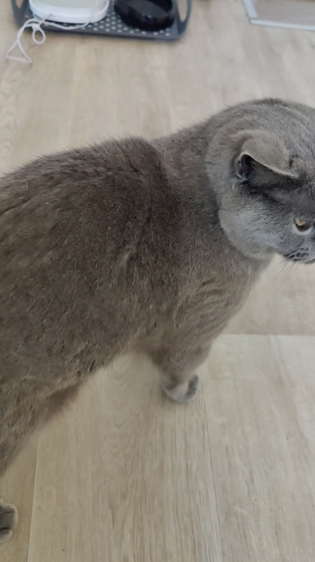 Luxe-Kattenhotel.be