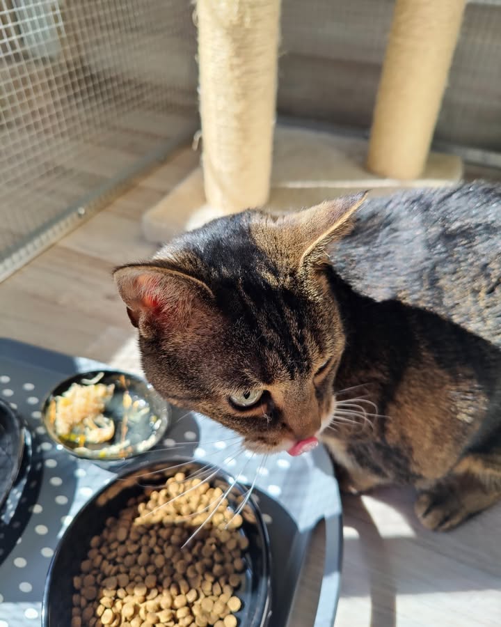 Luxe-Kattenhotel.be