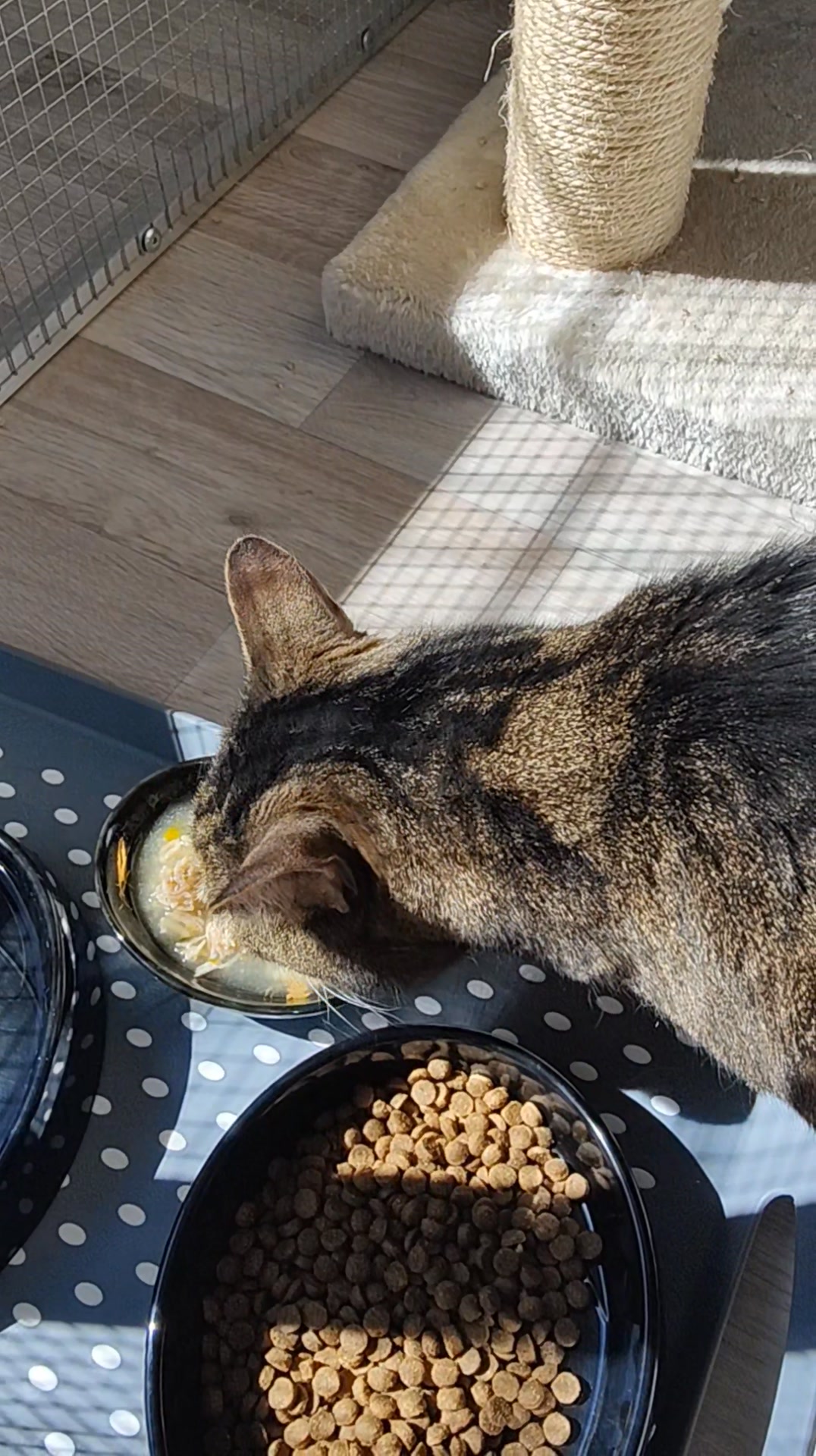 Luxe-Kattenhotel.be