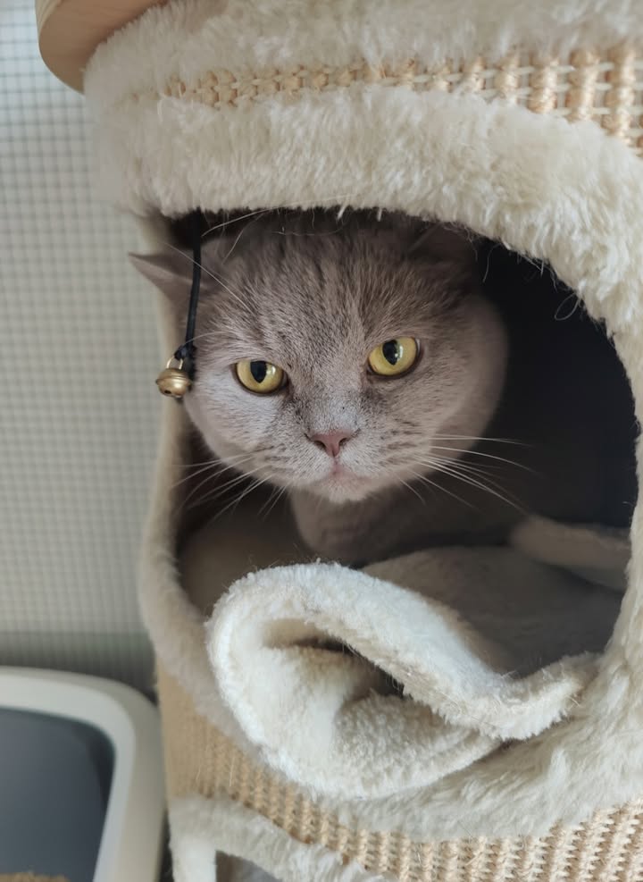 Luxe-Kattenhotel.be