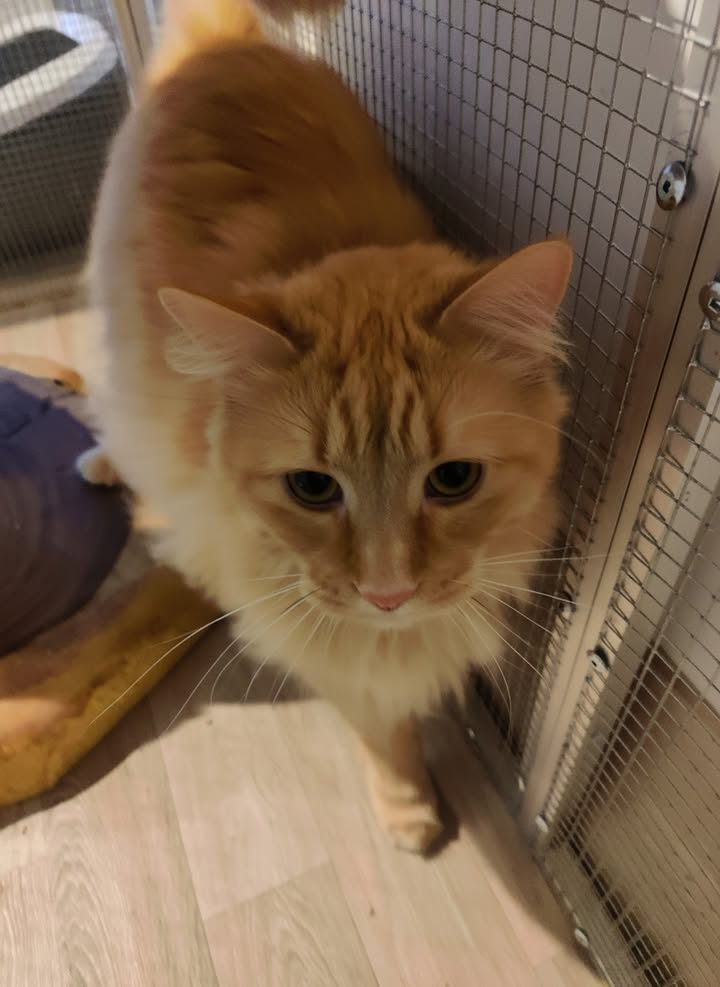 Luxe-Kattenhotel.be