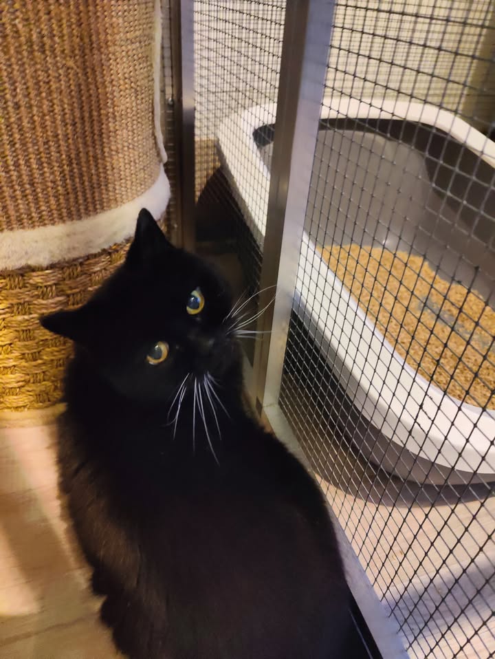 Luxe-Kattenhotel.be