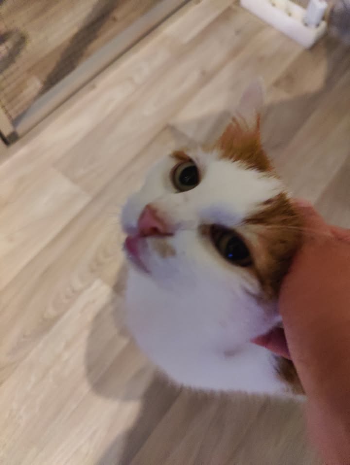 Luxe-Kattenhotel.be