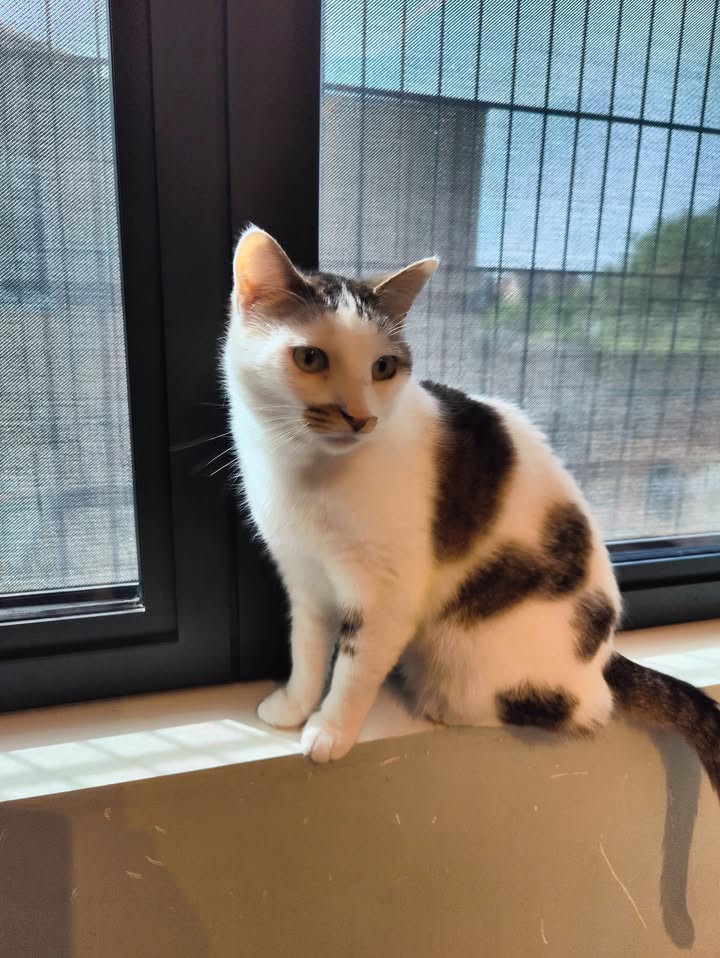 Luxe-Kattenhotel.be