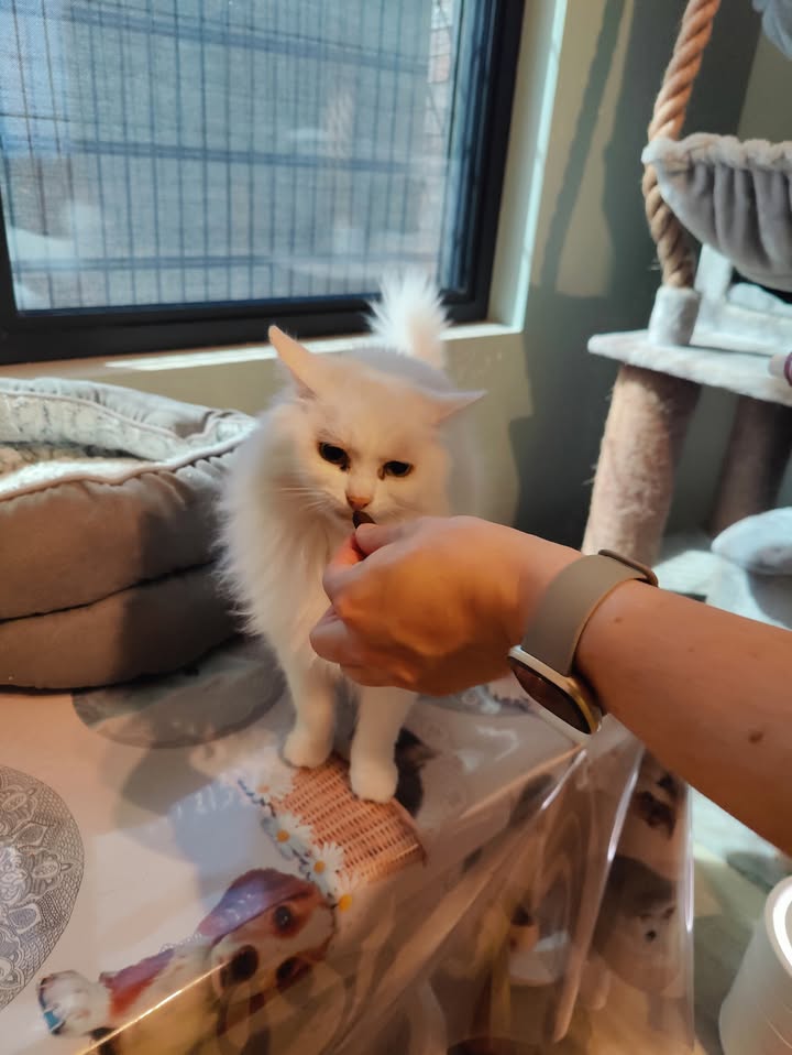 Luxe-Kattenhotel.be