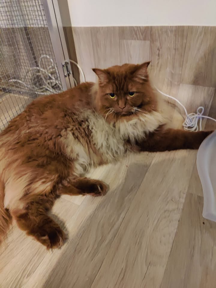 Luxe-Kattenhotel.be