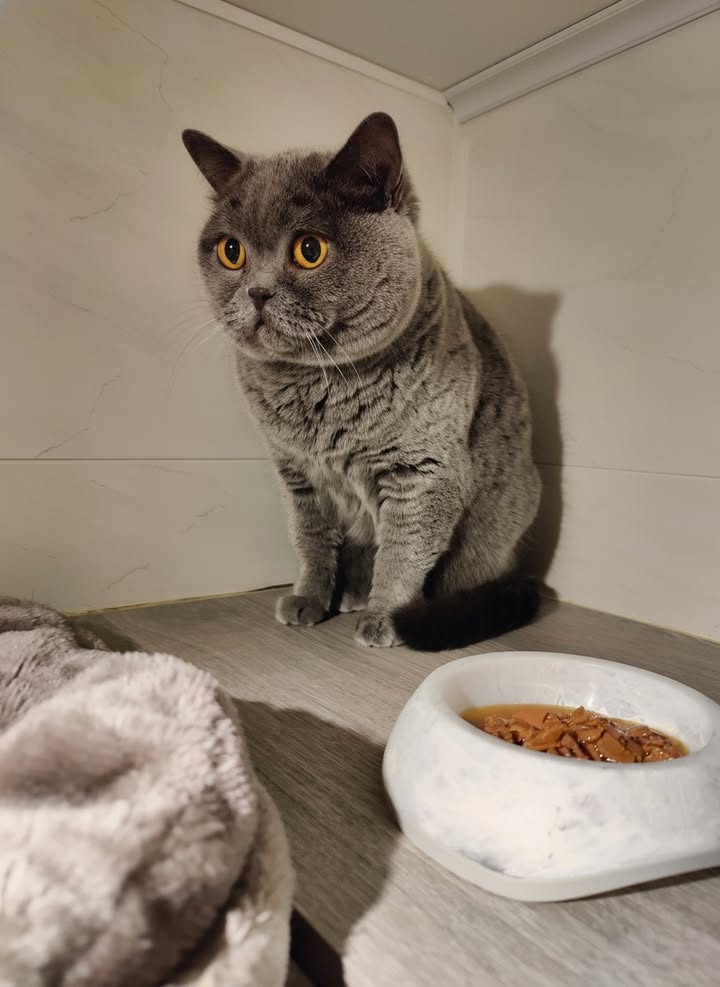 Luxe-Kattenhotel.be