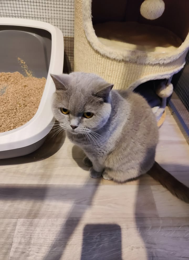 Luxe-Kattenhotel.be
