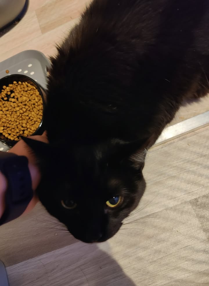 Luxe-Kattenhotel.be