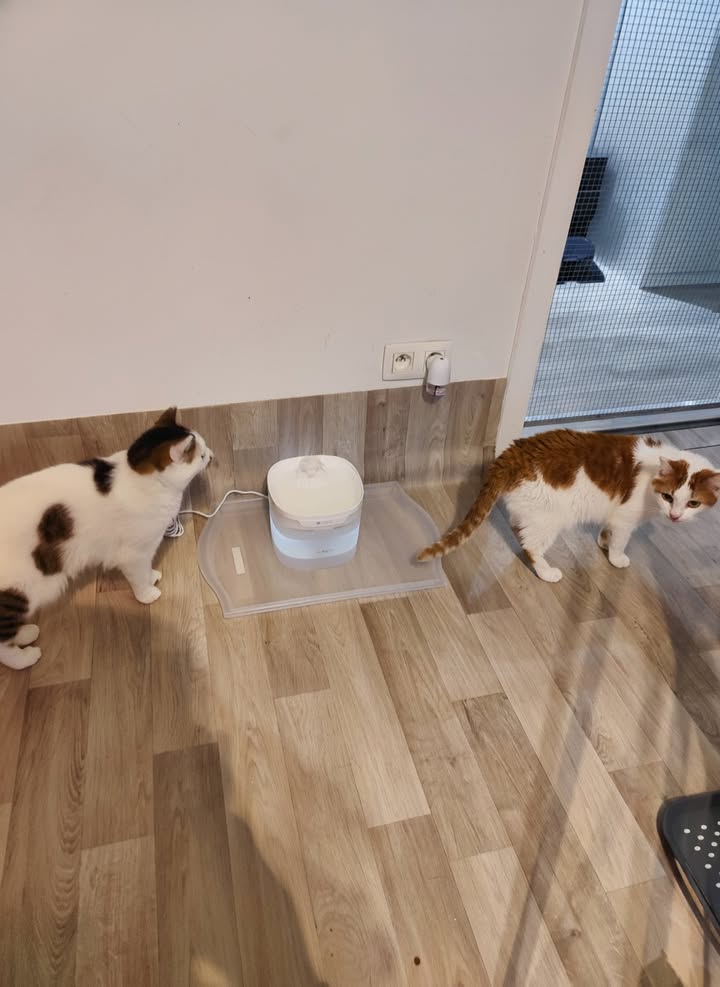 Luxe-Kattenhotel.be