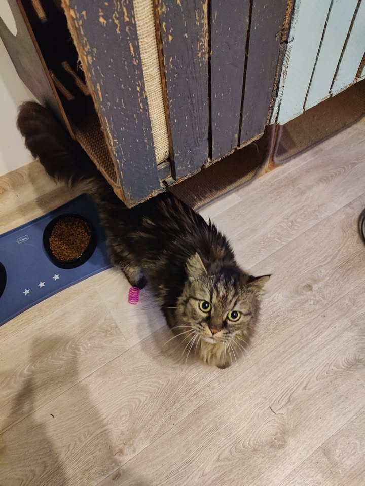 Luxe-Kattenhotel.be