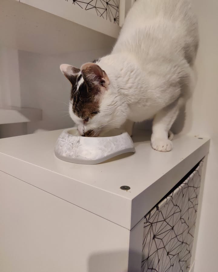 Luxe-Kattenhotel.be
