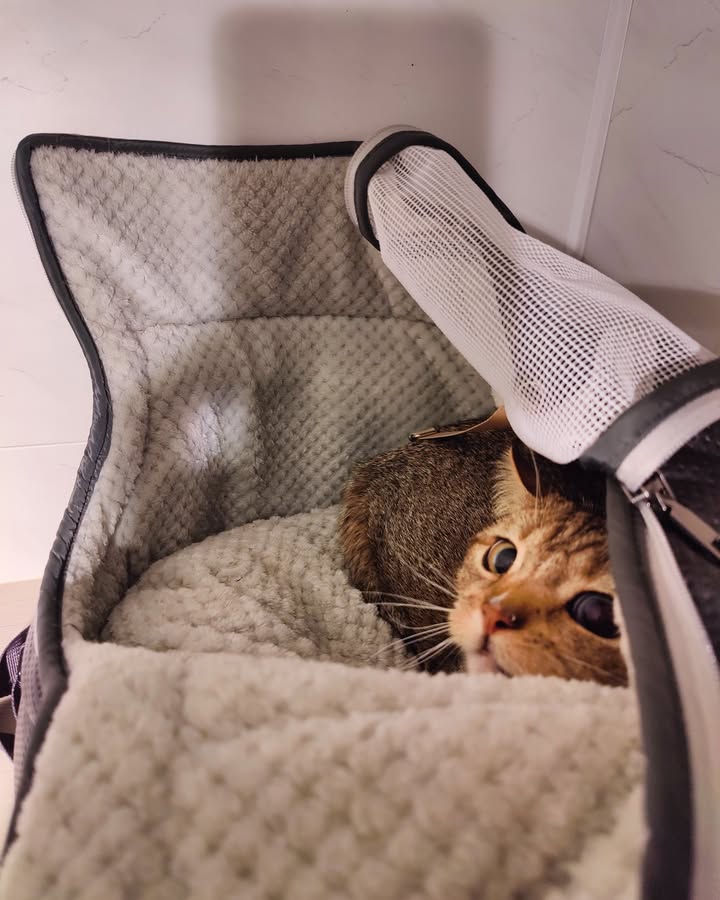Luxe-Kattenhotel.be