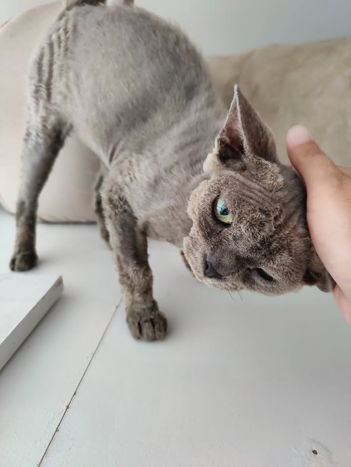 Luxe-Kattenhotel.be