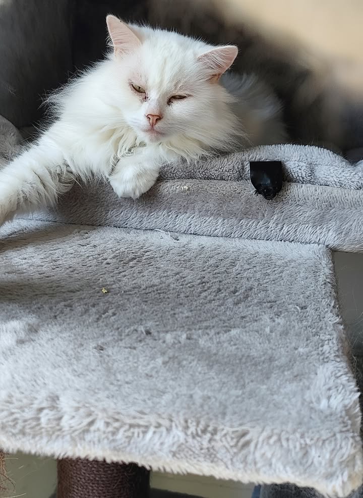 Luxe-Kattenhotel.be