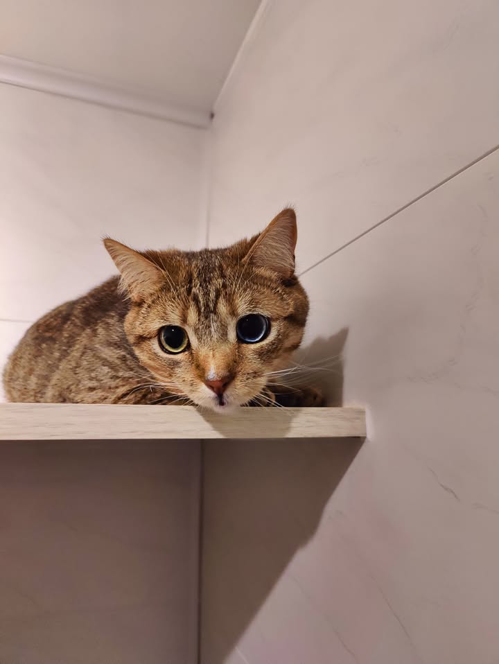 Luxe-Kattenhotel.be