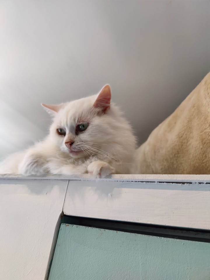 Luxe-Kattenhotel.be