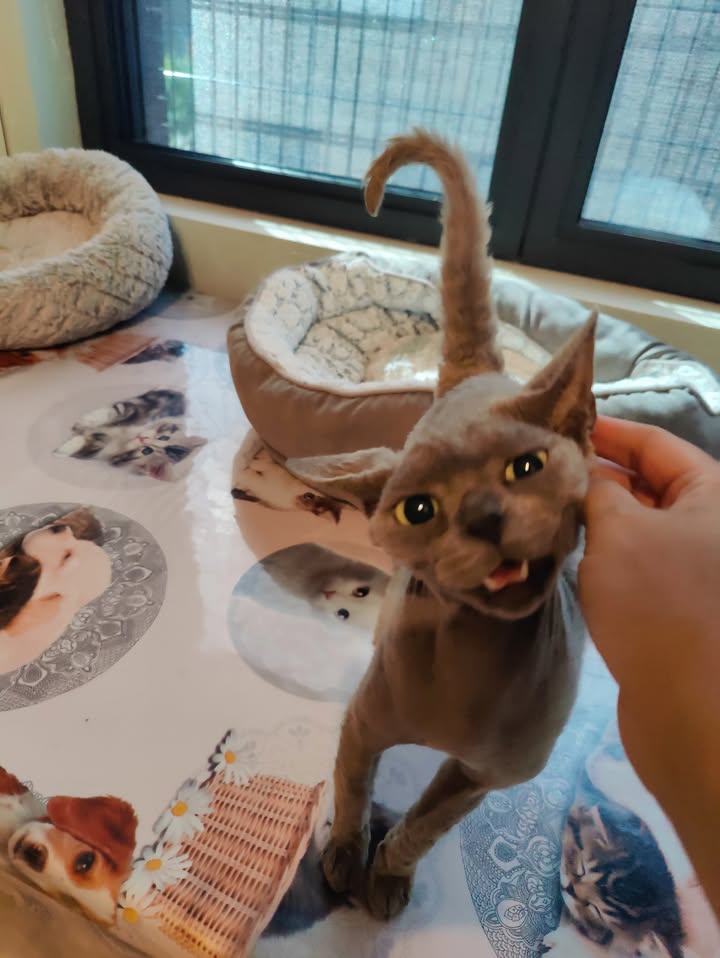 Luxe-Kattenhotel.be