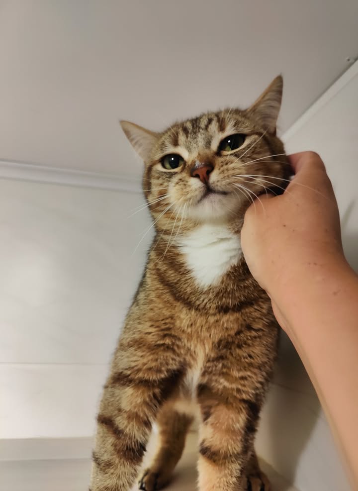 Luxe-Kattenhotel.be