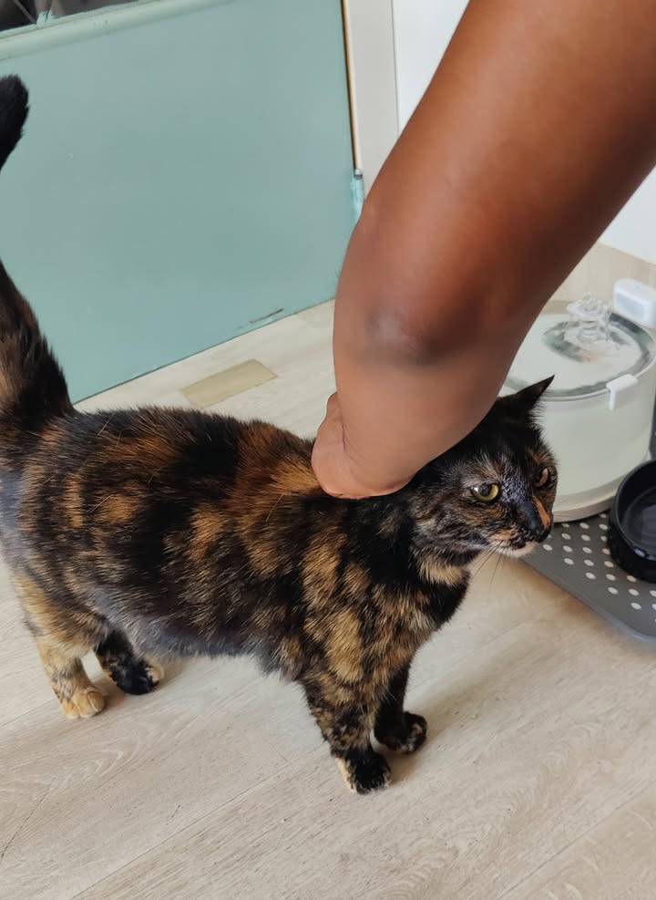 Luxe-Kattenhotel.be