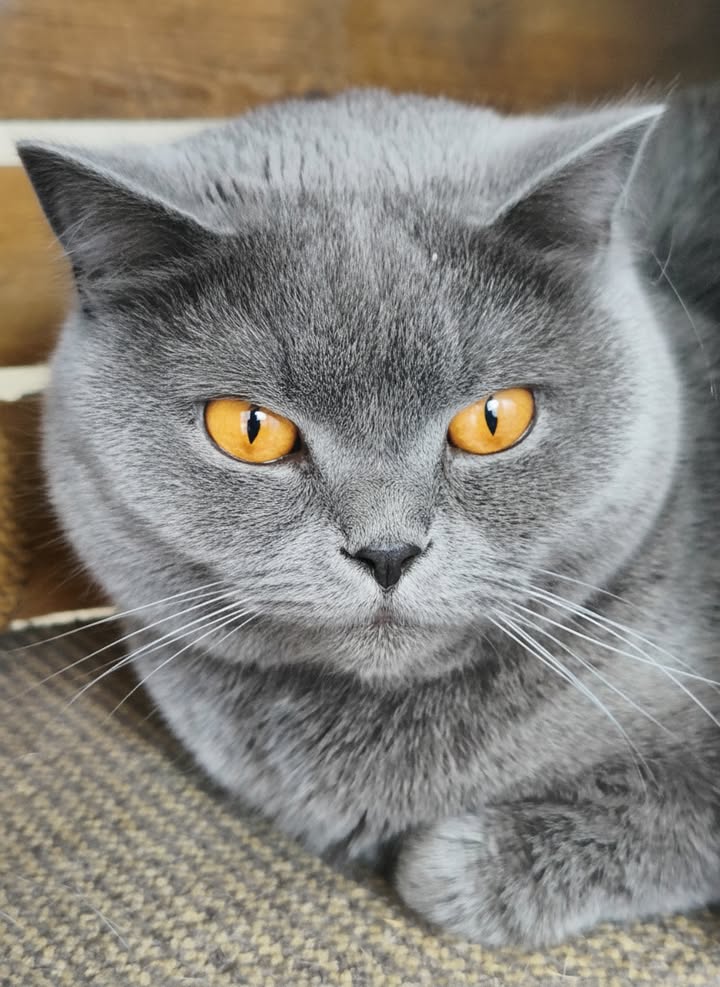 Luxe-Kattenhotel.be