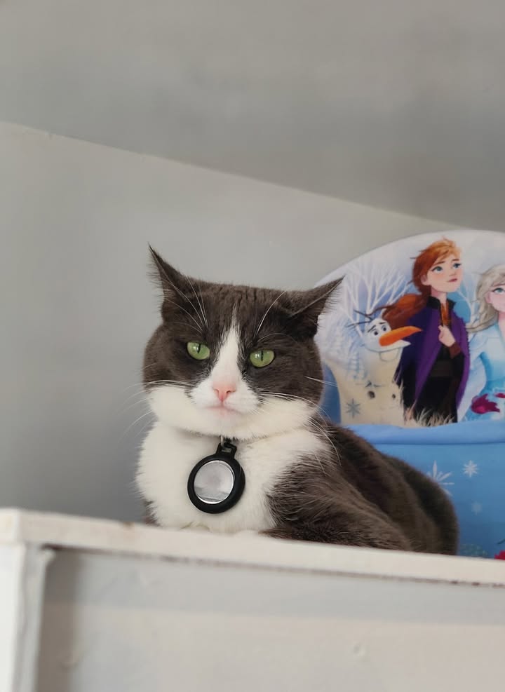 Luxe-Kattenhotel.be