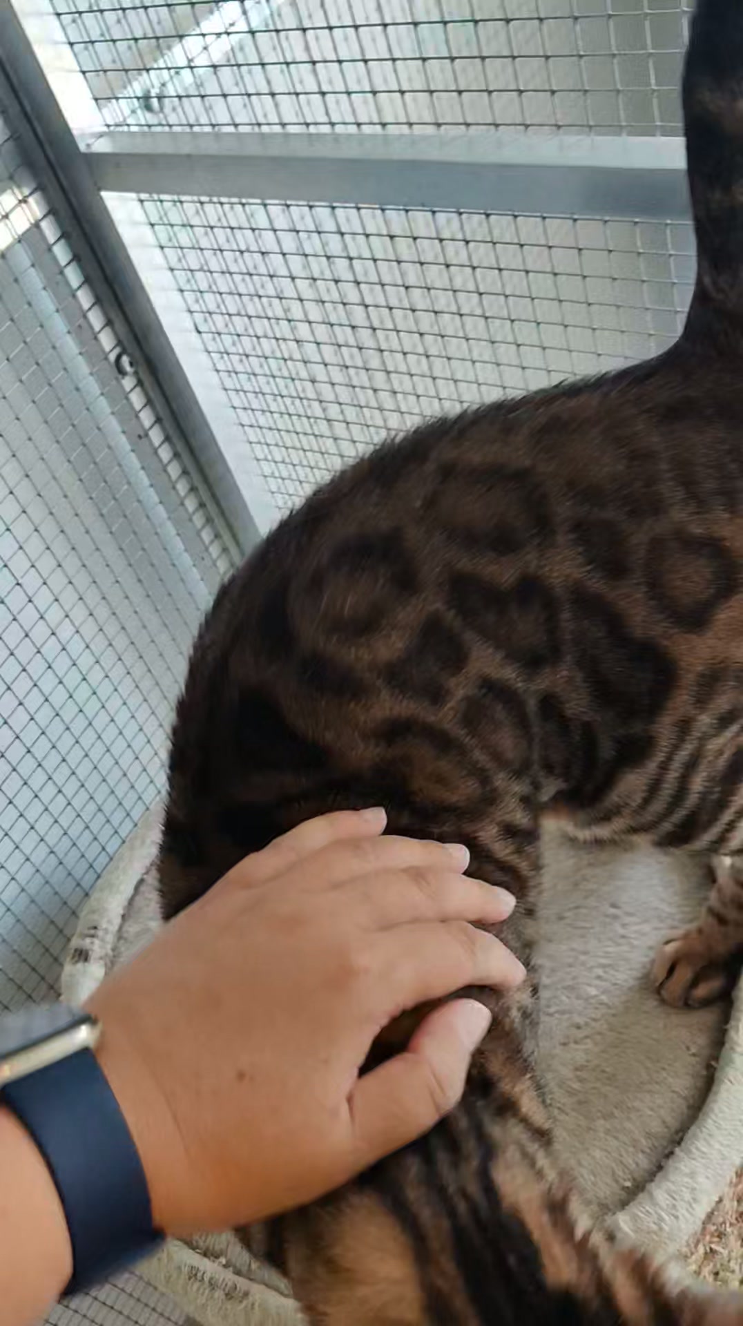 Luxe-Kattenhotel.be
