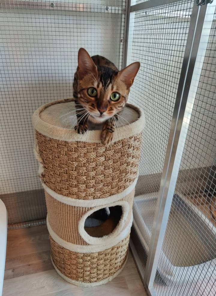 Luxe-Kattenhotel.be